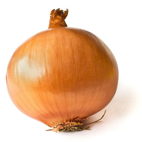 yellow onion wikipedia