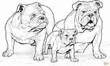 Coloring English Puppy Bulldog Pages Bulldogs Template sketch template