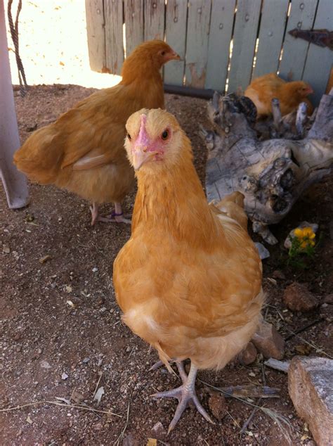 8 Week Old Buff Orpington Backyard Chickens Learn How