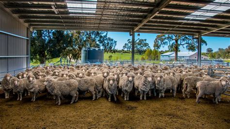 wool renaissance sees strong demand  record prices abc news