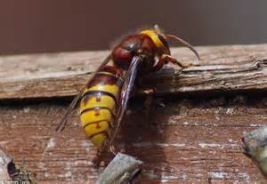 It S An Invasion Another Huge European Hornet Spotted As