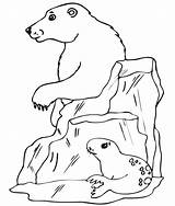 Polar Bear Coloring Pages Animals Print Printable Arctic Color Kids Seal Animal Template Templates Bears Sheets Bulldogs Georgia Little Drawings sketch template