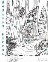 Forest Coloring Pages Redwood Colouring Choose Board Theme sketch template