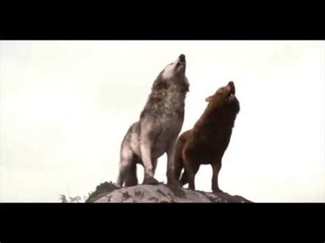 twilight wolves youtube