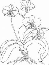Orchid Orchidee Ausmalbild Ausmalbilder Pages sketch template