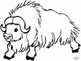 Yak Coloring Buffalo Pages Kids Drawing Clipart Animal Colouring Printable Color Cliparts Wild Print Bison Sketch Drawings Library Getdrawings Superior sketch template