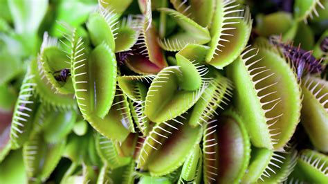 plant  grow  venus flytrap bunnings australia