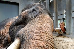 elephant celebrates  anniversary  melbourne zoo