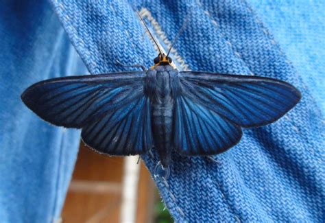 blue moth  ecuador  pyralid moth whats  bug