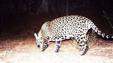 wild jaguars roaming      killed
