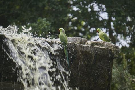 green parrots drinking water  rocks  waterfall stock image image  outdoor parakeet