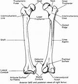 Femur Anatomy Bone Landmarks Bony Human Condyle Medial Skeletal Diagrams Worksheet Diagram Blank Body Hind Limb Thigh Pelvis Basic Coloring sketch template