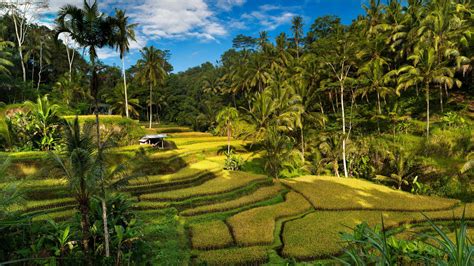 Tegallalang Rice Terraces 宝格丽度假村巴厘岛