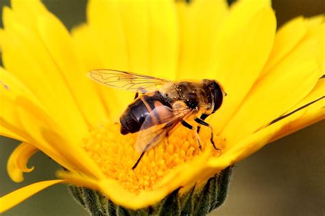 bijen  de natuur waarom het redden van de bijen belangrijk  leukegeit