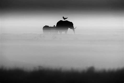 out of africa the black and white nature photography of