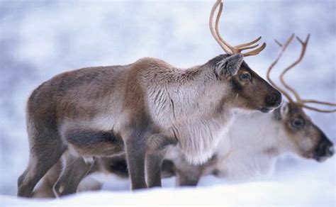 bbc nature reindeer  news  facts