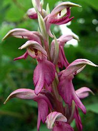 orchidaceae wikipedia bahasa indonesia ensiklopedia bebas