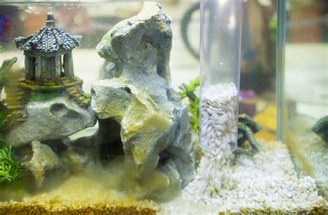 put normal ornaments   fish tank setting