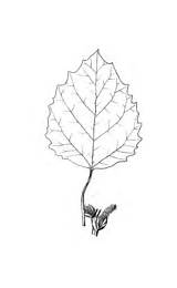 Aspen Coloring Leaf Quaking Tree sketch template