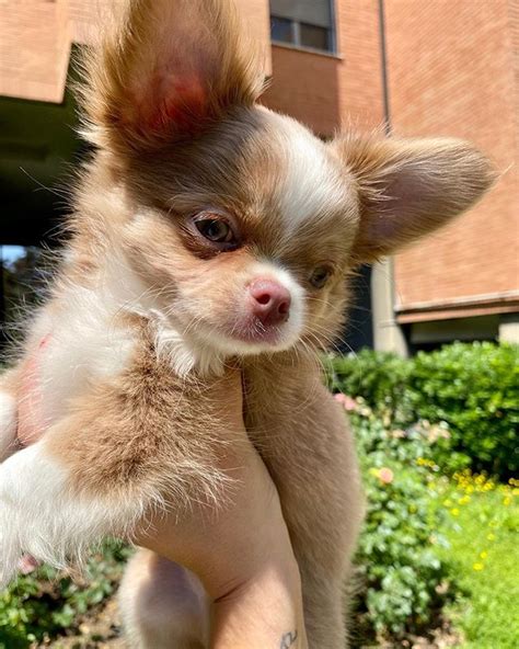 top  smallest dog breeds ilovedogscutecom