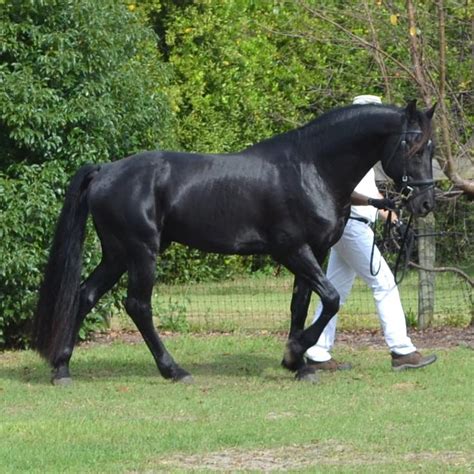 friesian sporthorse stallion directory