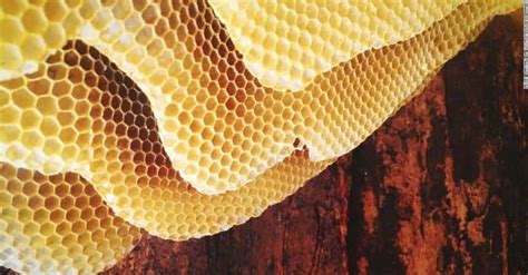 These Vomit Inducing Photos Will Trigger Your Trypophobia