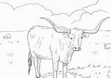 Coloring Longhorn Texas Pages Longhorns Cattle Sheet Clipart Cow Animal Kids Template Library Comments Working sketch template