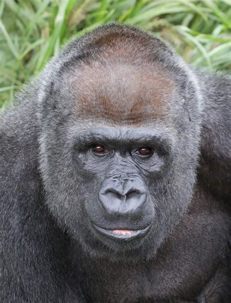 meet  gorillas louisville zoo