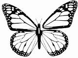 Butterfly Wing Monarch Coloring Outline Clip Wings Papillon Drawing Printable Pages Tattoo Patterns Google Stencil Simple sketch template