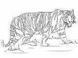 Tiger Tigre Ausmalbild Ausmalbilder Realista Tigers Ausdrucken Ausmalen Disegno Gehender Supercoloring Zeichnen Malvorlagen Coloringpagesonly Colorare Tigres Sumatran sketch template