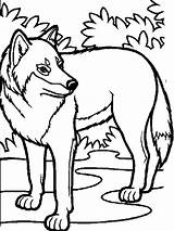 Loup Lobo Wolves Lupo Coloringhome Colornimbus Disimpan sketch template