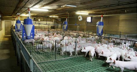 pig farms  sale read  guide