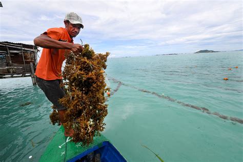 seaweed farming drives economy  coastal communities  sabah