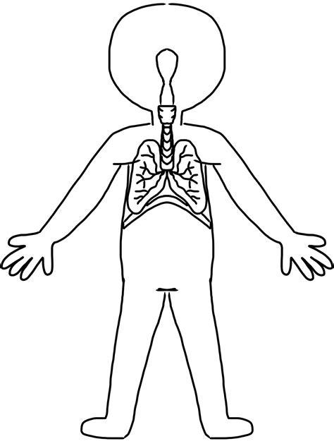 body outline clipart   body outline clipart png