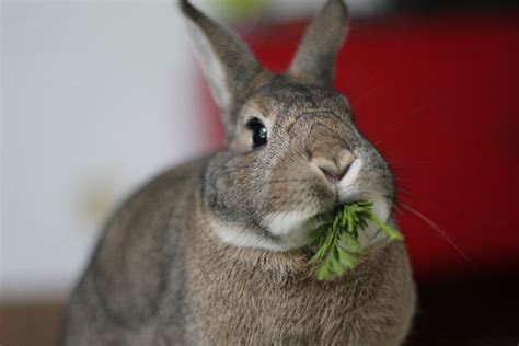 rabbits  environmentally friendly pets