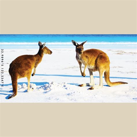 Aussie Mates Beach Towel Destination Label