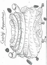 Golgi Apparatus sketch template