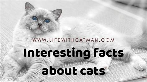 18 interesting cat facts that you probably didn t know catman