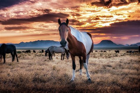 wild horses  sunset photograph  michael ash fine art america