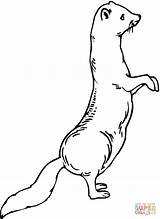 Ferret Standing Coloring Weasel Pages Furet Imprimer Coloriage Ferrets Drawing Printable Supercoloring Color Animals Categories sketch template