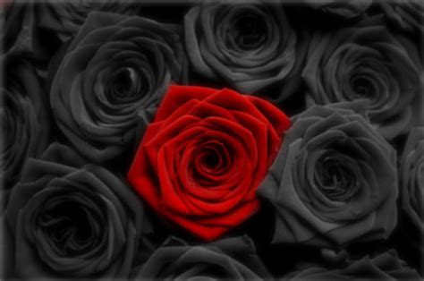 black rose background black rose hd