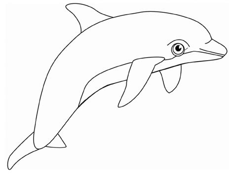 dolphin    dolphin png images  cliparts