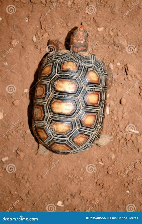 turtle top view royalty  stock image image