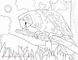 Macaw Coloring Scarlet Hyacinth Pages Color Kids Facts Result Printable Print Getdrawings Getcolorings sketch template