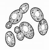 Yeast Fungi Unicellular Fungus Yeasts Budding Asexually Reproduce sketch template