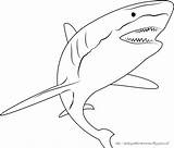 Hiu Ikan Mewarnai Anak Mewarna Paud Buah Aneka Putih Hitam Kartun Coloring Sketsa Shark Dengan Paus Boleh Laut Mangga Warna sketch template