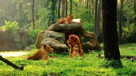 zoos  indonesia authentic indonesia