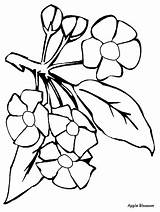 Coloring Pages Blossom Apple Flowers Bluebonnet Flower Drawing Cliparts Appleblossom Clipart Drawings Dead Draw Texas Clip Az Garden Blossoms Drawn sketch template