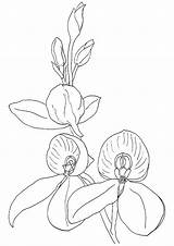 Coloring Orchid Pages Orchids Printable Books Comments Categories Similar sketch template