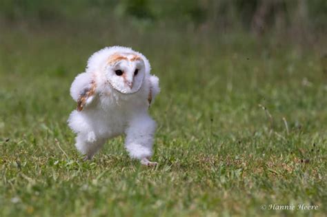 photographer captures baby barn owl mid run petapixel